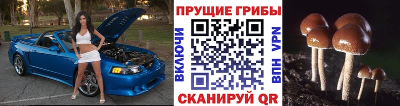 цена   Пойковский  Галлюциногенные грибы прущие грибы 